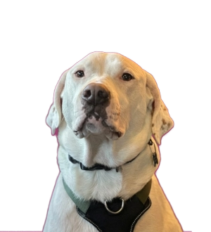 Louie - Abbey Bridge Consulting's good boy Louie - Abbey Bridge Consulting's good boy